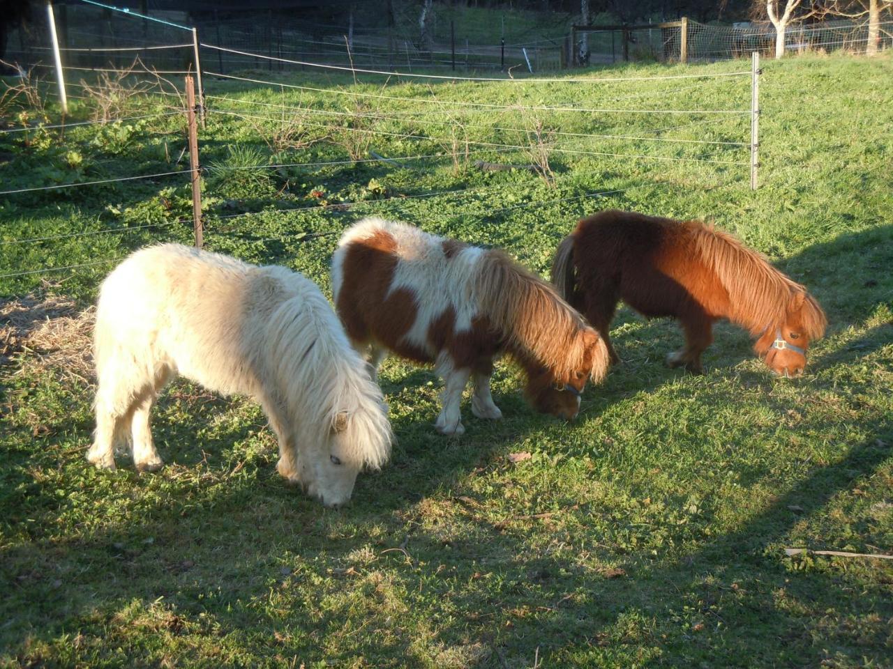 Whispering Spirit Holiday Cottages & Mini Ponies Franklin Luaran gambar