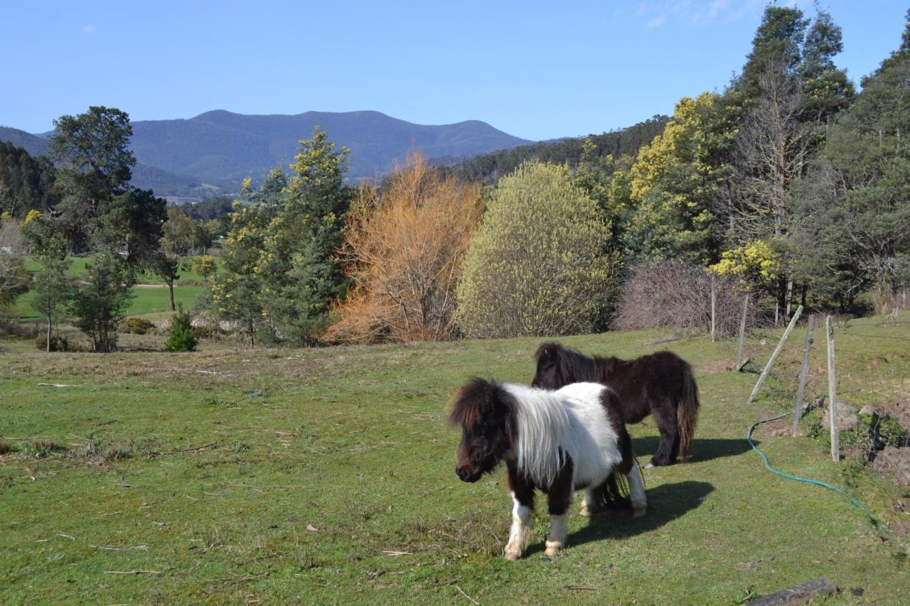 Whispering Spirit Holiday Cottages & Mini Ponies Franklin Luaran gambar